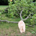 DIY vs. Professional Tree Removal: When to Call the Experts