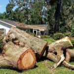 Rooting Out Problems: The Essential Guide to Safe and Efficient Tree Removal