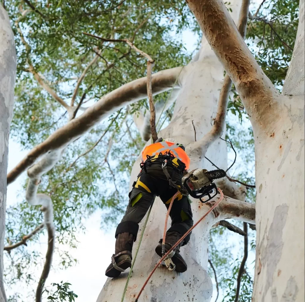 Plateau-Trees removal