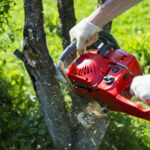 How Tree Removal Central Coast Services Can Protect Your Property and Enhance Beauty