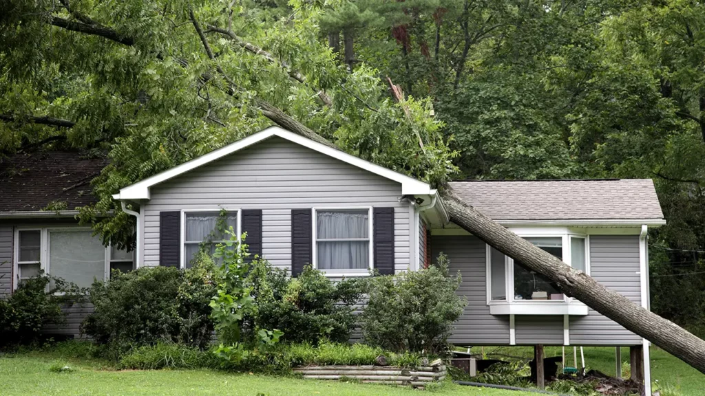 Homeowners-insurance-tree-damage