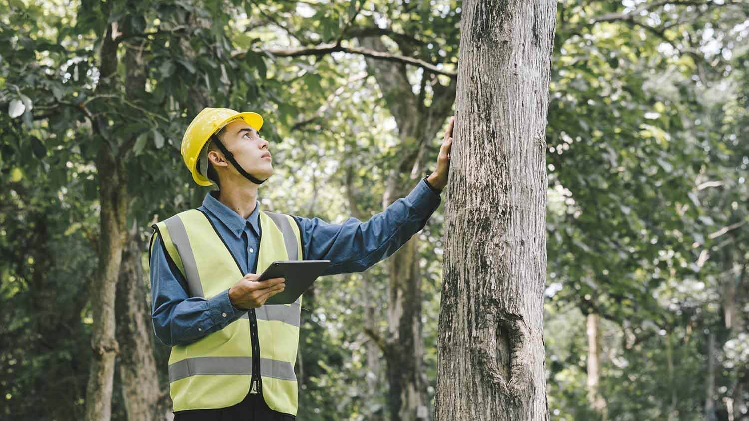 Comprehensive Arborist Reports in Sydney: What You Need to Know