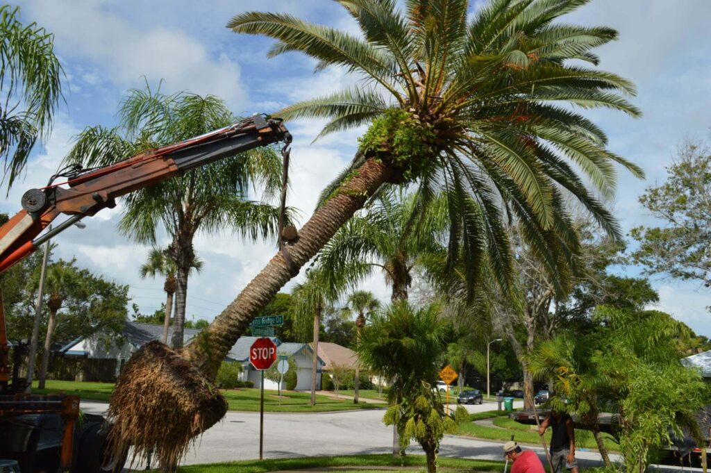 Palm Tree Removal: Specialised Services for a Tropical Landscape