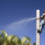 Palm Tree Removal: Specialised Services for a Tropical Landscape