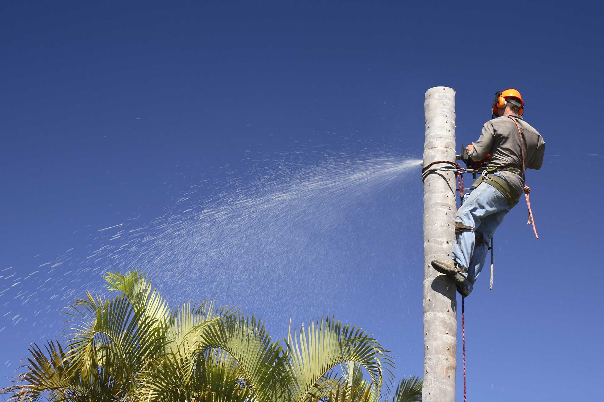 Palm Tree Removal: Specialised Services for a Tropical Landscape