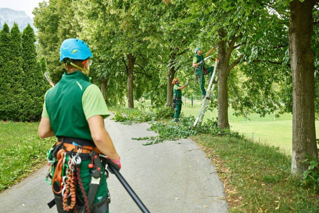 Comprehensive Arborist Reports in Sydney: What You Need to Know