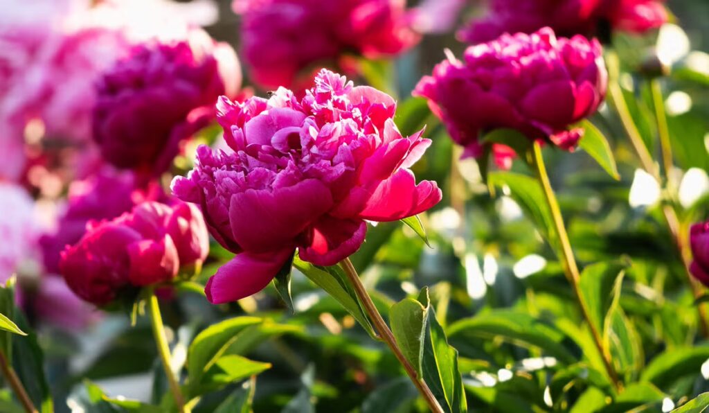  same day delivery flowers melbourne
