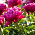 Flower Delivery Sydney: How to Choose the Right Florist for Every Occasion