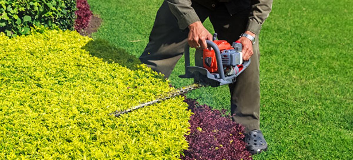 hedge shaping