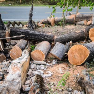 The Benefits of Professional Tree Removal and Lopping Services in Sydney