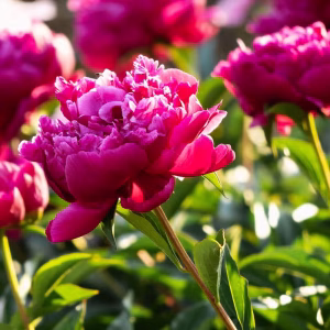 Flower Delivery Sydney: How to Choose the Right Florist for Every Occasion